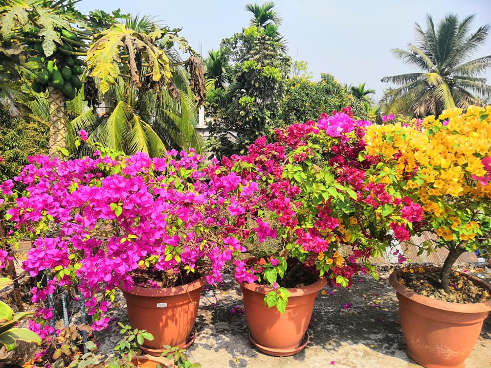 ছাদে গাছ লাগানো