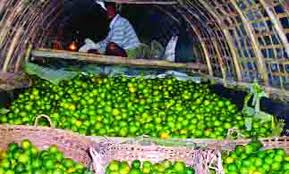 পাহাড়ে ফল চাষে বিপ্লব