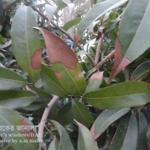 লিচুর পাতা পোড়া রোগ