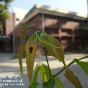 দেবদারুর প্রজাপতি পোকা