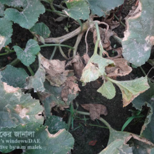 বাঙ্গির পাতাপোড়া রোগ