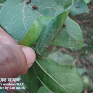তুলার পাতা মোড়ানো পোকা