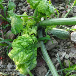 স্কোয়াশের মোজাইক রোগ