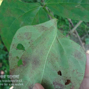 বরবটির মরিচা রোগ