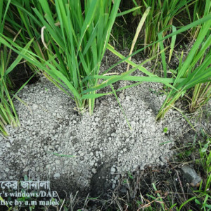 ধানের ইঁদুর সমস্যা