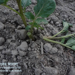 আলুর কাটুই পোকা