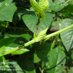 বরবটির জাবপোকা বা এফিড