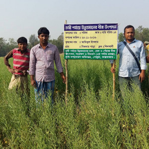 পেকুয়া উপজেলায় দিন দিন আবাদ বৃদ্ধি পাচ্ছে সরিষা