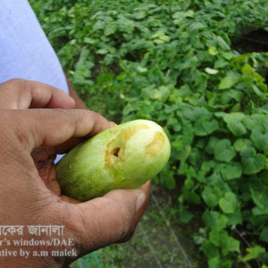 শসার ফলছিদ্রকারি পোকা