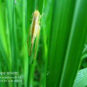 ধানের লম্বা শুড় উড়চুঙ্গা পোকা